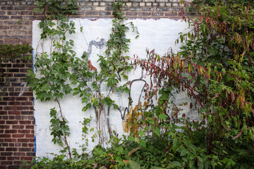 An old brick wall painted over with plants and vines. - obrazy, fototapety, plakaty