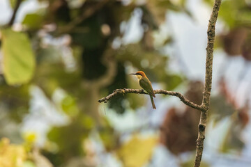 Chestnut-headed bee-eater (Merops leschenaulti) at Senchal WLS, Darjeeling, West Bengal, India