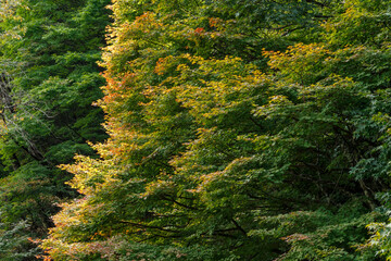 紅葉の始まり