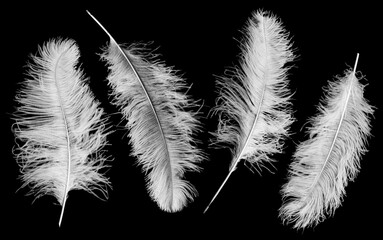 Four ostrich feathers