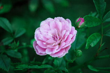 pink rose in the garden