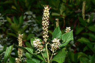 Sweet Pepper Bush Flower