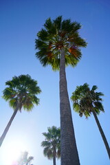 Four Palm Trees - Worm's Eye View - 526533797