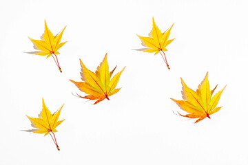 Autumn background. Yellow leaves palmate maple on a white background.
