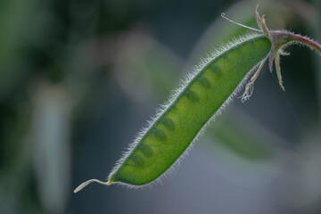  seed pods from the sweet pea flower. Scientific name Lathyrus Odoratus