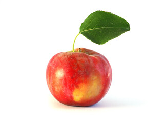 A natural unprocessed apple plucked from a tree in an eco garden isolated on a white background. The natural look of an apple without photo effects