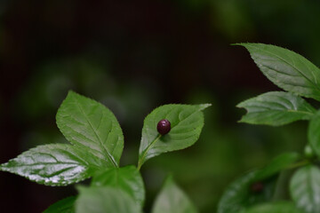 ハナイカダの実（埼玉県/8月）