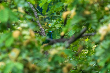 Blue-bearded bee-eater (Nyctyornis athertoni) at Rongton, West Bengal, India