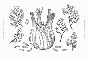 Root, seeds and leaves of fennel in engraving style. Hand-drawn plant for cooking healthy food. The concept of organic food. Vector vintage illustration on a light isolated background.