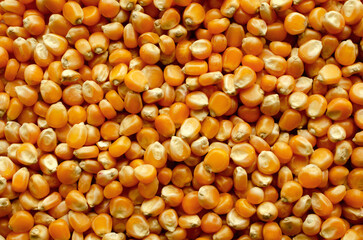 Background from grains of corn for popcorn, top view. Popcorn kernels close-up, background, texture, top view. Food texture, pattern. Corn for making popcorn close-up, background.