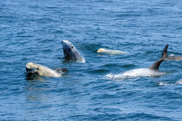 Risso's Dolphins Breaching