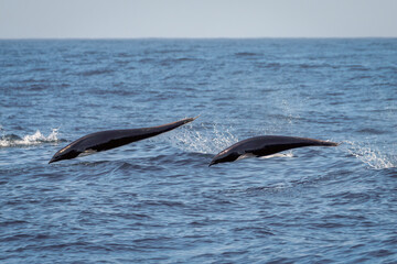 Northern Right Whale Dolphin Breaching