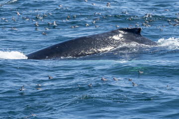 Naklejka premium Humpback Whale feeding on anchovies with seals and birds