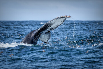 Humpback tail fluke