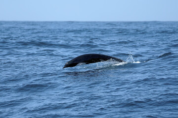 Northern Right Whale Dolphin Breaching