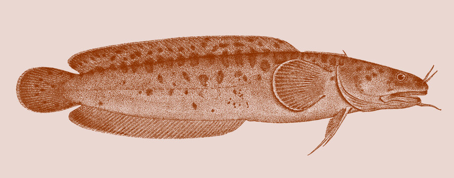 Three-bearded rockling gaidropsarus vulgaris, marine fish in side view