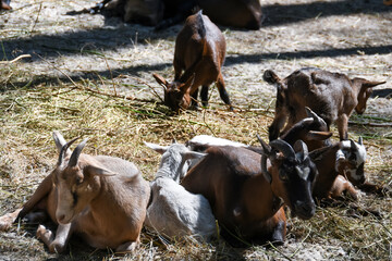 goats is resting behind a fence near the estate in the village 