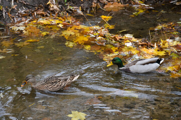 two ducks swim in a pond 