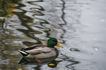 duck slowly swims along the shore 