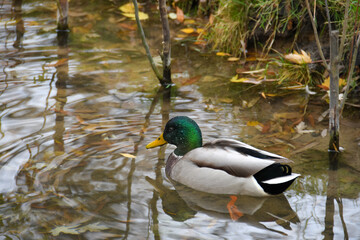 duck slowly swims along the shore 