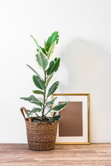 Indoor ficus flower in a wicker basket and a picture frame on the floor in a Scandinavian style interior
