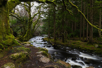 Enchanted forest with a river