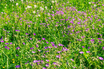 Purple wildflowers. Green grass and flowers on a summer day. Vegetation in rural areas.