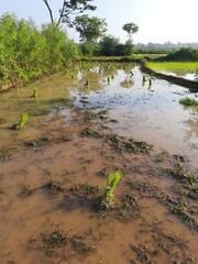 Rice seedling before plantation. Its seeds remove the one place and ready to planting another place. Rice paddy farming in India. 
