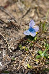 Butterfly Pastel Blue
