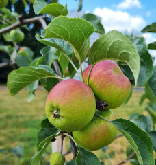 Red-green ripe apples on a branch in daylight with a blue sky