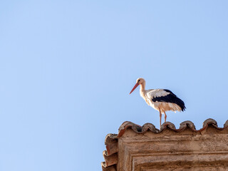stork on the roof of a historic building in central europe. Concept of climate change