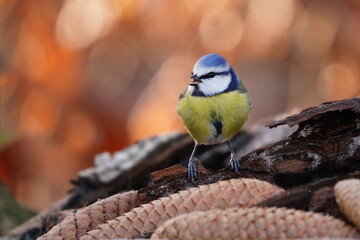 A cute blue tit sitting  on a pinecone with a beautifully autumn-colored background. Cyanistes caeruleus