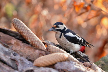 Autumn scene with a great spotted woodpecker. Dendrocopos major. A colorful woodpecker in the nature habitat.