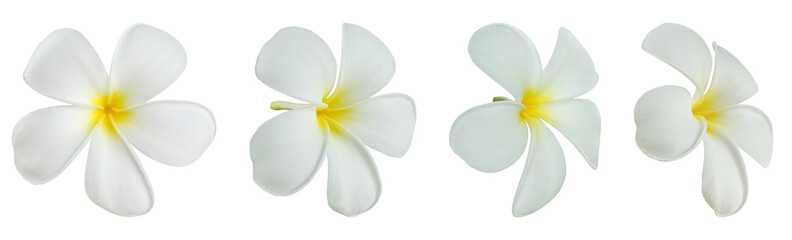 White frangipani flower isolated on white background © Kwangmoozaa
