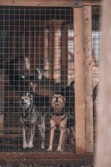 Dog shelter. Stray dogs in a cage behind bars