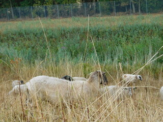 Ovis aries Sheep or domestic sheep are domesticated, ruminant mammals typically kept as livestock. Although the term sheep can apply to other species in the genus Ovis, in everyday usage it almost alw