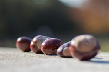 Brown chestnuts on a autumn colorful tree background