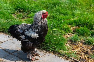 The beautiful rooster is standing in the yard.