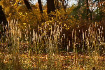 dry grass in autumn park among yellow trees