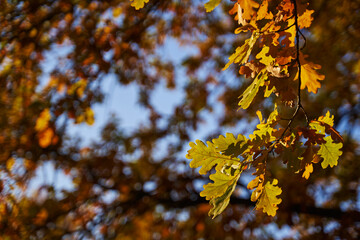 yellow oak leaves on a branch against a blue sky