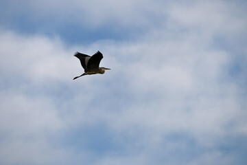 seagull in flight