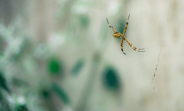 Yellow spider in spider web