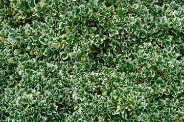 Fototapeta na wymiar Background of Fortune Euonymus leaves. Euonymus fortunei winter creeper or spindle tree foliage, top view.