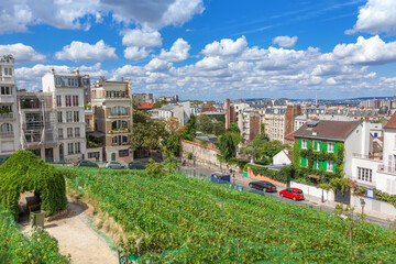 Fototapeta na wymiar Montmartre vineyard