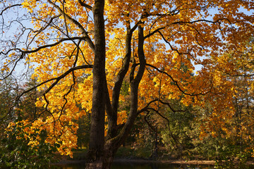 Fototapeta na wymiar beautiful sprawling branches of a yellow autumn tree in the park. beautiful sunny day in the park