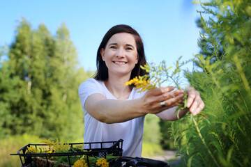 Herbal medicine, a woman picks yellow goldenrod herbs in the meadow.