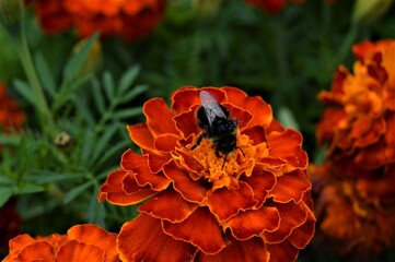 A bumblebee in a velvet flower collecting nectar and pollen2