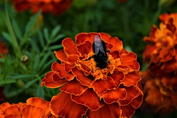 A bumblebee in a velvet flower collecting nectar and pollen.