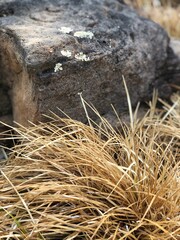 Boulder with Dry Grass