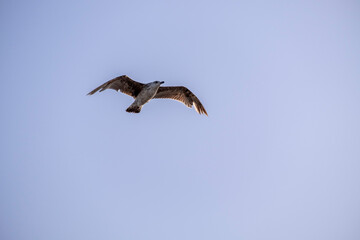 A lonely seagull flies over the blue sky. Seagull hunting fish over the sea.